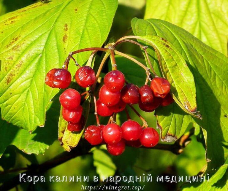 Кора калини, відвар кори калини, ліки з калини, Настій кори калини