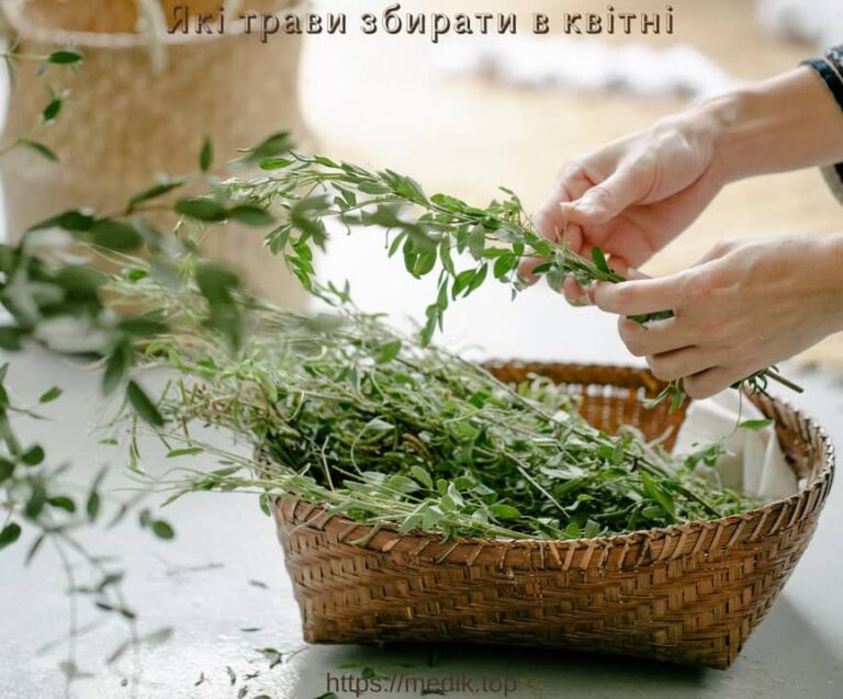 Які трави збирати, перші трави, збирання бруньок, коли збирати листя, коли збирати кору, збирання коріння