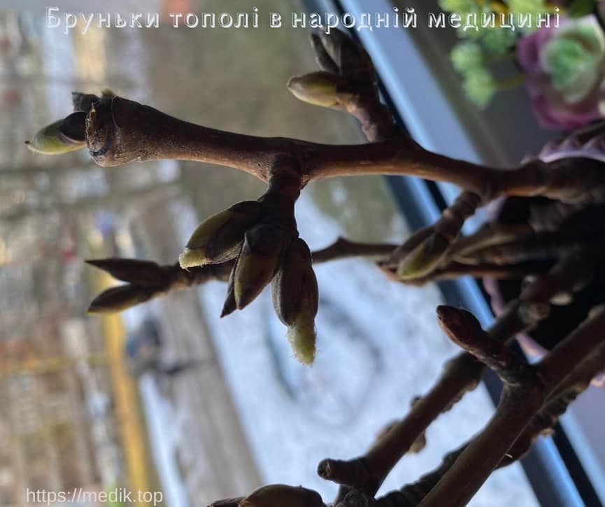 Бруньки тополі