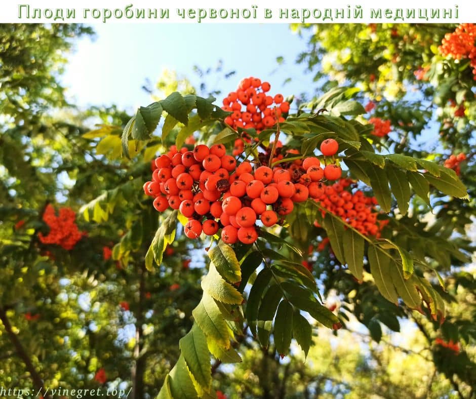 Плоди горобини червоної в народній медицині Плоди горобини червоної в народній медицині